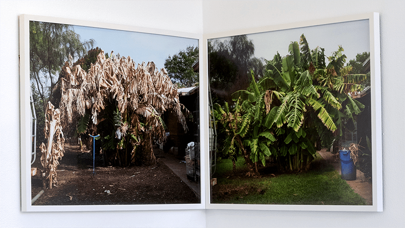 Two framed photographs. On the left, a group of banana plants with dry, light brown leaves. On the right, the same group of banana plants with bright green leaves.