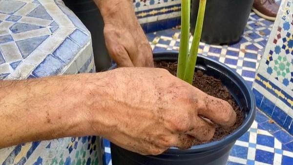Hands planting taro in a planter pot